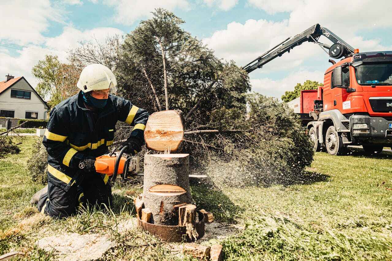 Best Stump Grinding Near Me  in Albany, TX